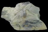 Pennsylvanian Horsetail (Calamites) Fossil - Kentucky #137712-2